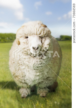Ram In Green Field 73668569