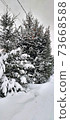 Photo with fluffy pine covered with snow in a snowy field 73668588