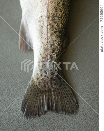 Low Section Of Dead Fish Low Section Of Dead Fish 73668664