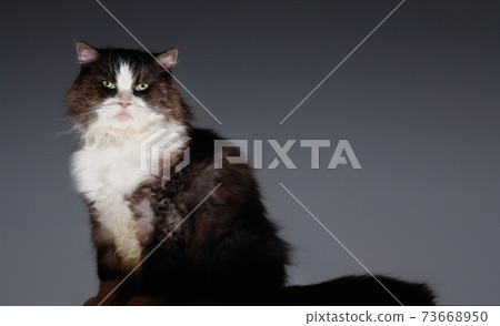 Portrait Of Cat Sitting Portrait Of Cat Sitting 73668950