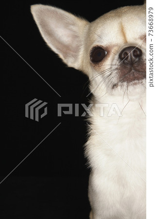 Cute Dog Cute Dog 73668979