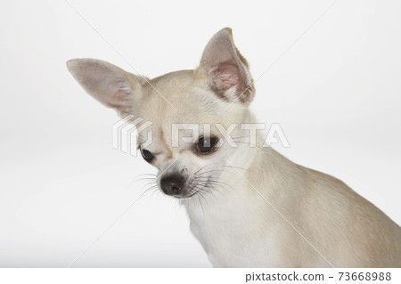 Cute Dog Cute Dog 73668988