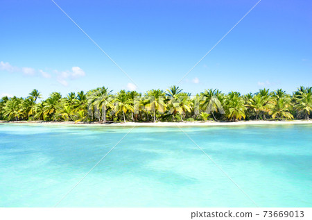 Palms on a beach in the Caribbean. 73669013
