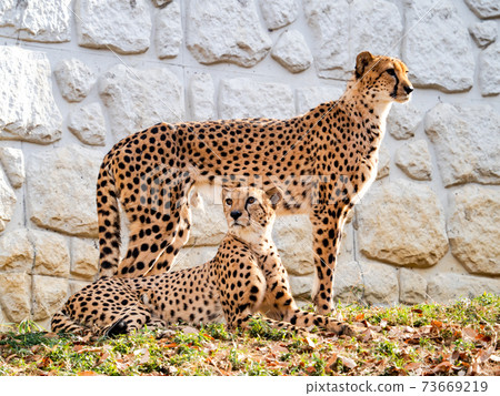Two cheetahs standing on a hill Two cheetahs standing on a hill 73669219