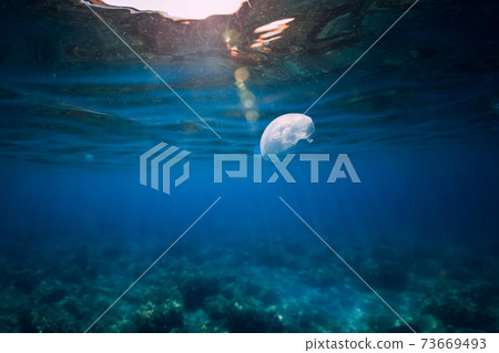 Transparent blue ocean and Jellyfish glides underwater 73669493
