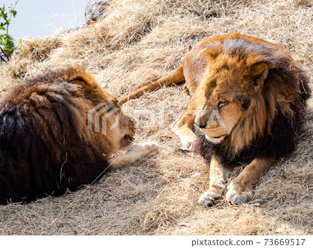 A male lion relaxing in the sun A male lion relaxing in the sun 73669517