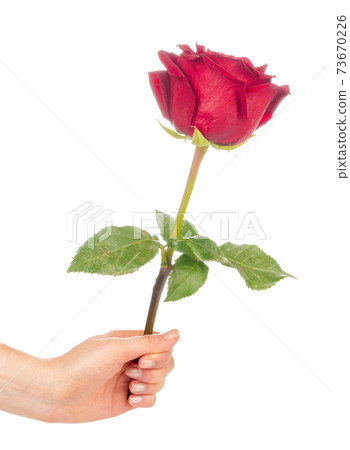 red rose with green leaves isolated on white background red rose with green leaves isolated on white background 73670226