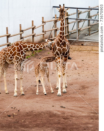可愛的孩子長頸鹿 73670903