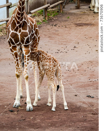 可愛的孩子長頸鹿 73670906