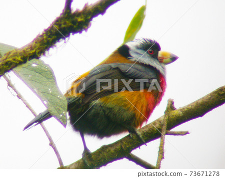 Beautiful barbet perched on a branch in the woods of Ecuador 73671278