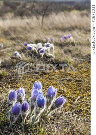 Pasque flower, National park Podyji, Southern Moravia, Czech Republic 73672331