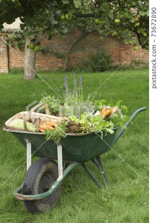 Wheelbarrow Full Of Vegetables 73672890