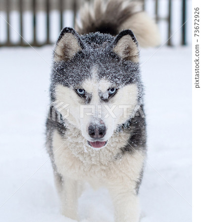 siberian husky dog siberian husky dog 73672926