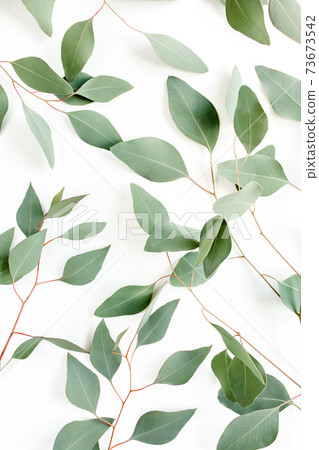 Background Texture made of green eucalyptus leaves, branch. Flat lay, top view 73673542