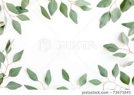 Frame made of green leaves eucalyptus populus isolated on white background with empty space for text. Flat lay, top view 73673845