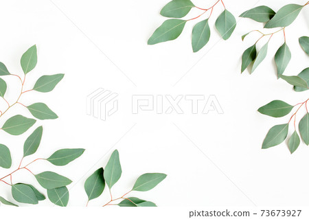 Frame made of green leaves eucalyptus populus isolated on white background with empty space for text. Flat lay, top view Frame made of green leaves eucalyptus populus isolated on white background with empty space for text. Flat lay, top view 73673927
