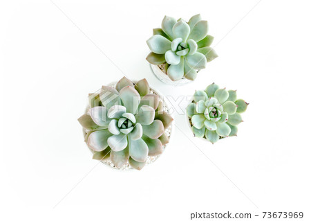 Green house plants potted, succulent plants isolated on white background. Flat lay, top view. Green house plants potted, succulent plants isolated on white background. Flat lay, top view. 73673969
