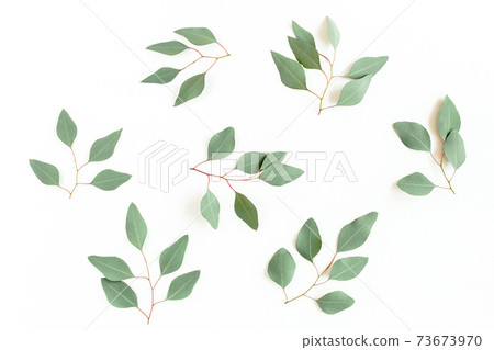 Green branch, leaves eucalyptus populus isolated on white background. Flat lay, top view 73673970