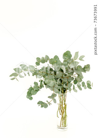A bunch of twigs green eucalyptus in a glass jar on the table. A bunch of twigs green eucalyptus in a glass jar on the table. 73673991