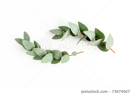 green leaves eucalyptus isolated on white background. flat lay, top view green leaves eucalyptus isolated on white background. flat lay, top view 73674007