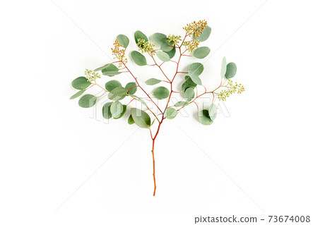 Green eucalyptus tree from branches and leaves with fruits in the form of berries on white background. flat lay, top view. floral concept 73674008