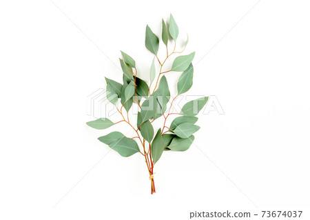 Eucalyptus bouquet on a white background. Flat lay, top view. 73674037
