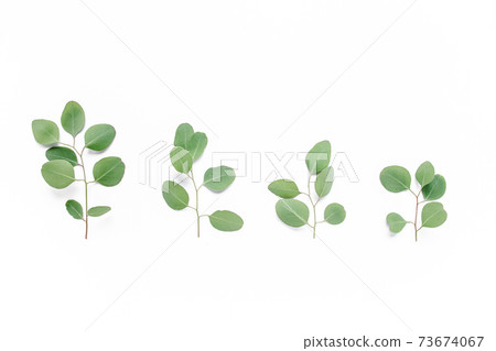 Green branch, leaves eucalyptus isolated on white background. Flat lay, top view minimal concept. Green branch, leaves eucalyptus isolated on white background. Flat lay, top view minimal concept. 73674067