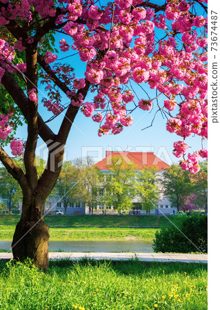 cherry blossom by the river. beautiful sunny morning on the kyiv embankment in uzhgorod. pink sakura flowers in morning light. popular travel destination of ukraine cherry blossom by the river. beautiful sunny morning on the kyiv embankment in uzhgorod. pink sakura flowers in morning light. popular travel destination of ukraine 73674487