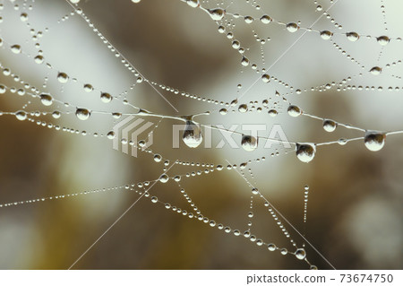 A large spider web with water drops 73674750