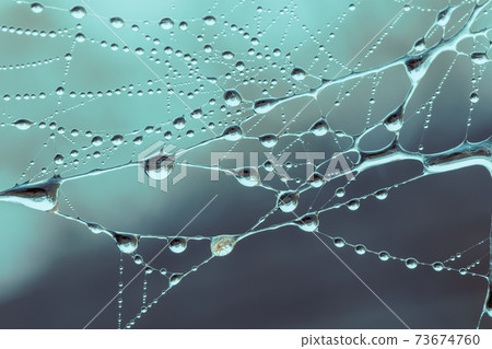 A large spider web with water drops A large spider web with water drops 73674760