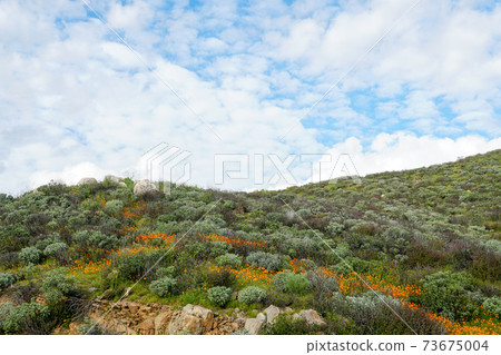 California Golden Poppy and Goldfields blooming in Walker Canyon, Lake Elsinore, CA. USA. California Golden Poppy and Goldfields blooming in Walker Canyon, Lake Elsinore, CA. USA. 73675004