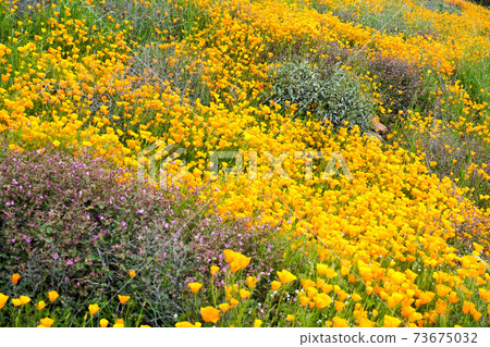 California Golden Poppy and Goldfields blooming in Walker Canyon, Lake Elsinore, CA. USA. 73675032