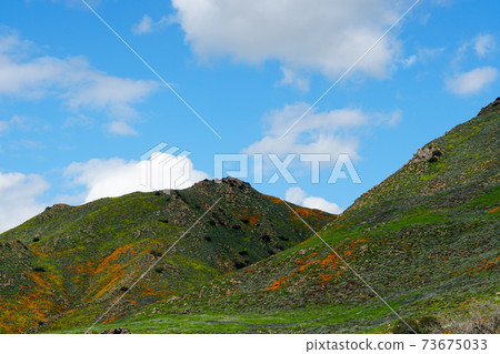 California Golden Poppy and Goldfields blooming in Walker Canyon, Lake Elsinore, CA. USA. 73675033