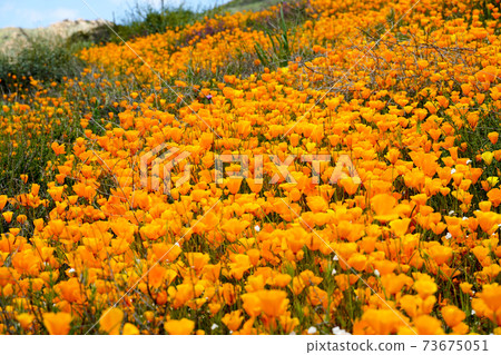 California Golden Poppy and Goldfields blooming in Walker Canyon, Lake Elsinore, CA. USA. 73675051