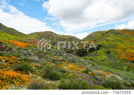 California Golden Poppy and Goldfields blooming in Walker Canyon, Lake Elsinore, CA. USA. 73675058