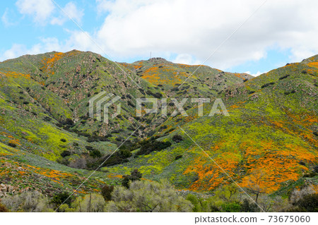 California Golden Poppy and Goldfields blooming in Walker Canyon, Lake Elsinore, CA. USA. 73675060