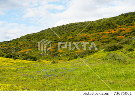 California Golden Poppy and Goldfields blooming in Walker Canyon, Lake Elsinore, CA. USA. 73675061