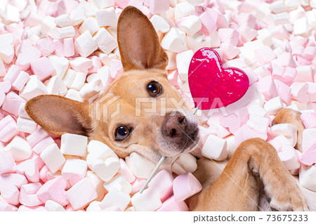 happy valentines dog in bed of marshmallows 73675233