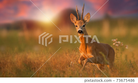 Roe deer buck running closer on a meadow in summer at sunset 73675486
