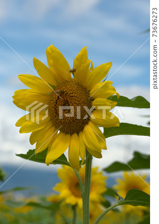 Midsummer classic sunflower Midsummer classic sunflower 73676273