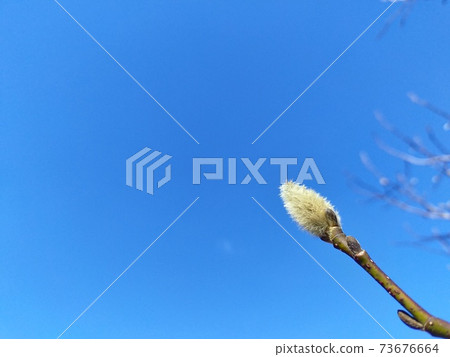 Kobushi's winter bud 73676664