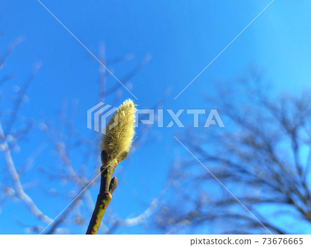 Kobushi's winter bud 73676665