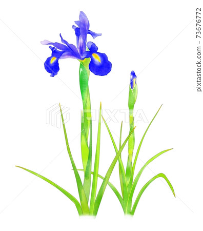 Iris flower illustration 73676772