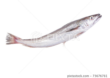 Fresh fish, hake Fresh fish, hake 73676781