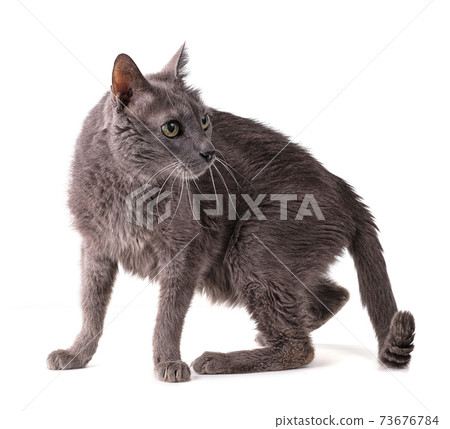 ols grey cat 19 years old 73676784