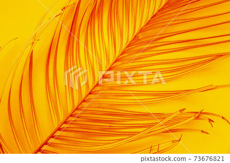 Bright yellow background with palm branch close up, tropical heat concept 73676821