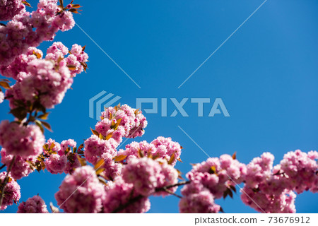 sakura branch on blue sunny sky background. Natural  73676912