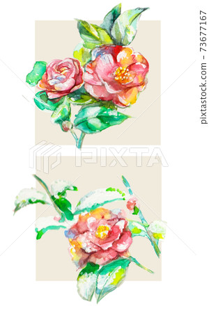 Snow camellia Snow camellia 73677167