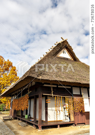 A landscape with persimmons hung from a thatched farmhouse in Sanda City, Hyogo Prefecture A landscape with persimmons hung from a thatched farmhouse in Sanda City, Hyogo Prefecture 73678016