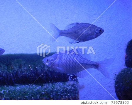 Tyric Ballatanago Tyric Ballatanago 73678593